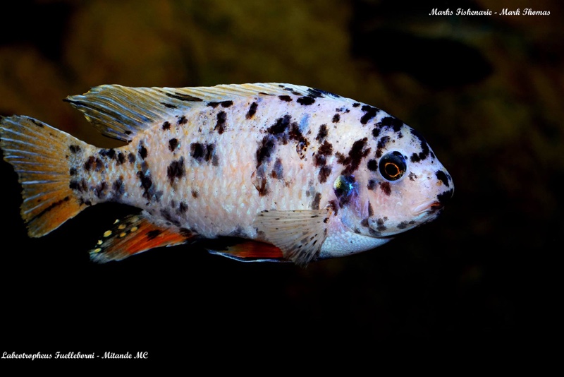 Labeotropheus fuelleborni 'Mitande Reef (Rocks)'